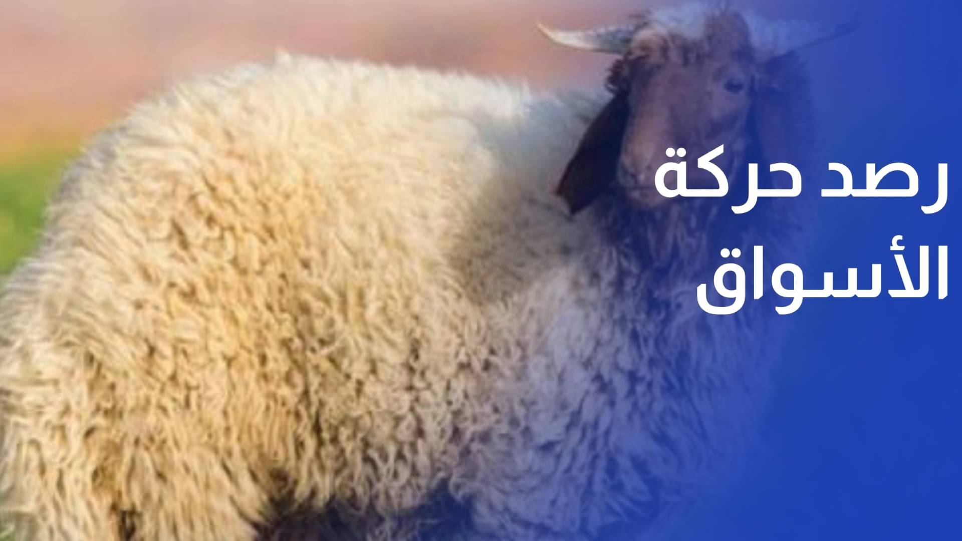 رصد حركة الأسواق وبيع الأضاحي في أول أيام العيد