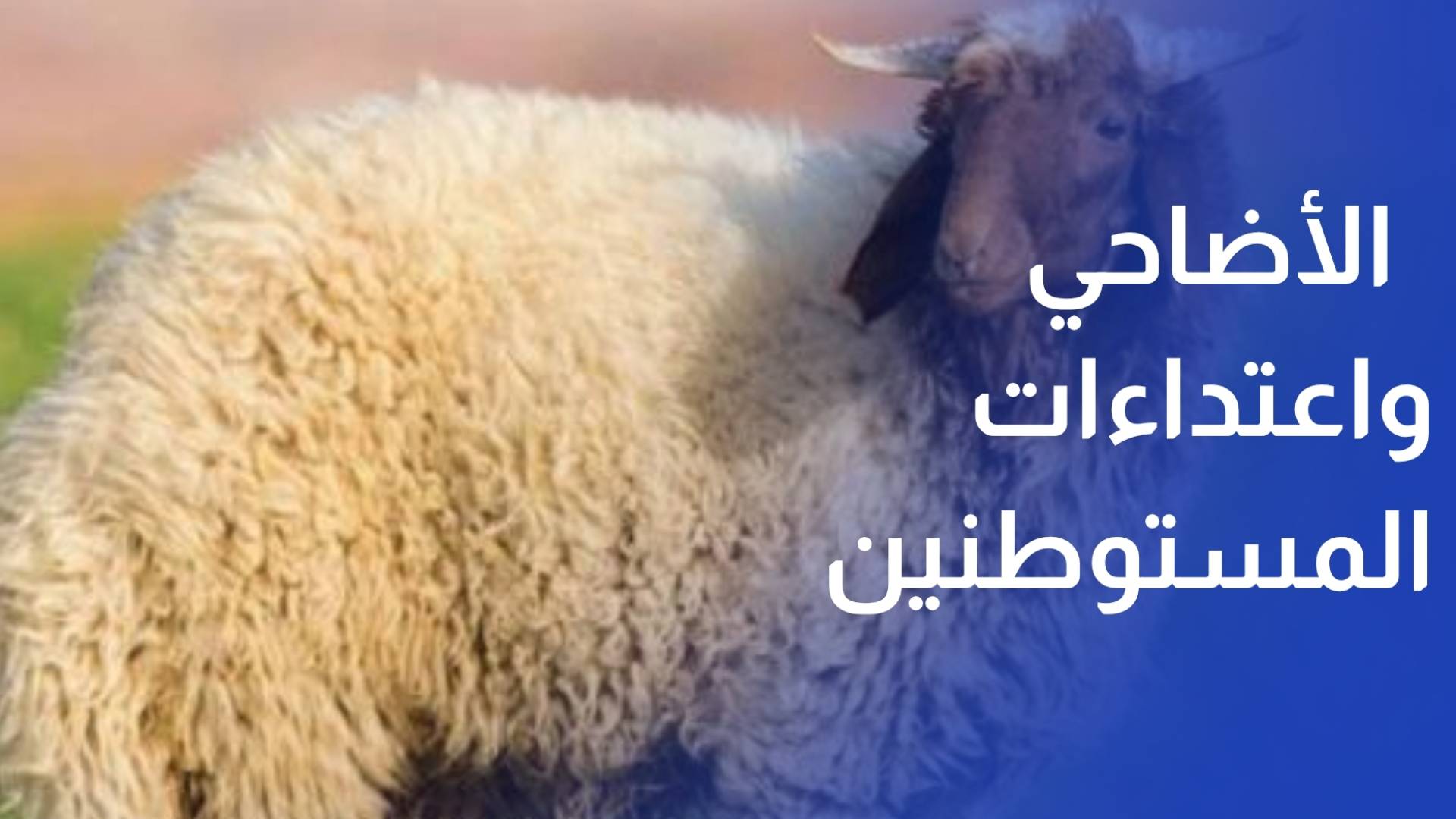 الأضاحي.. ما بين الأزمة الاقتصادية واعتداءات المستوطنين