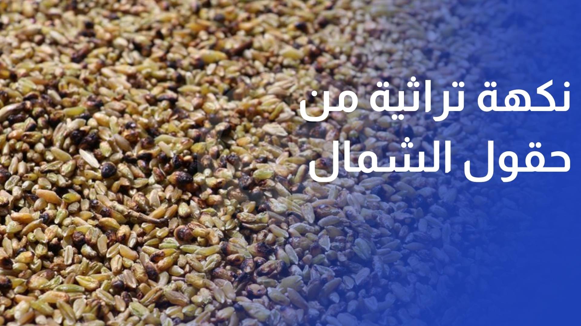 الفريكة.. نكهة تراثية من حقول الشمال