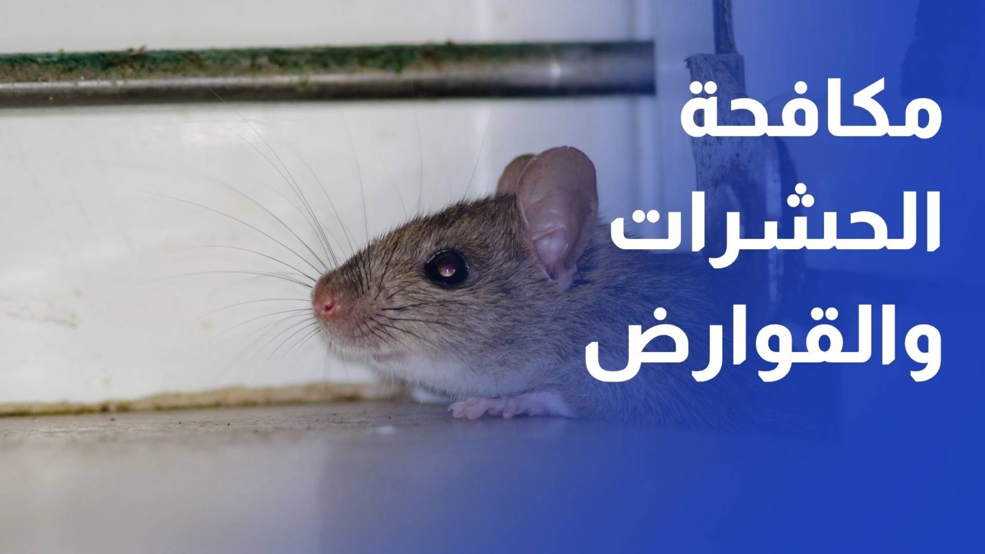 "رؤيا" ترافق فرق مكافحة الحشرات والقوارض في جولة ميدانية في عمان
