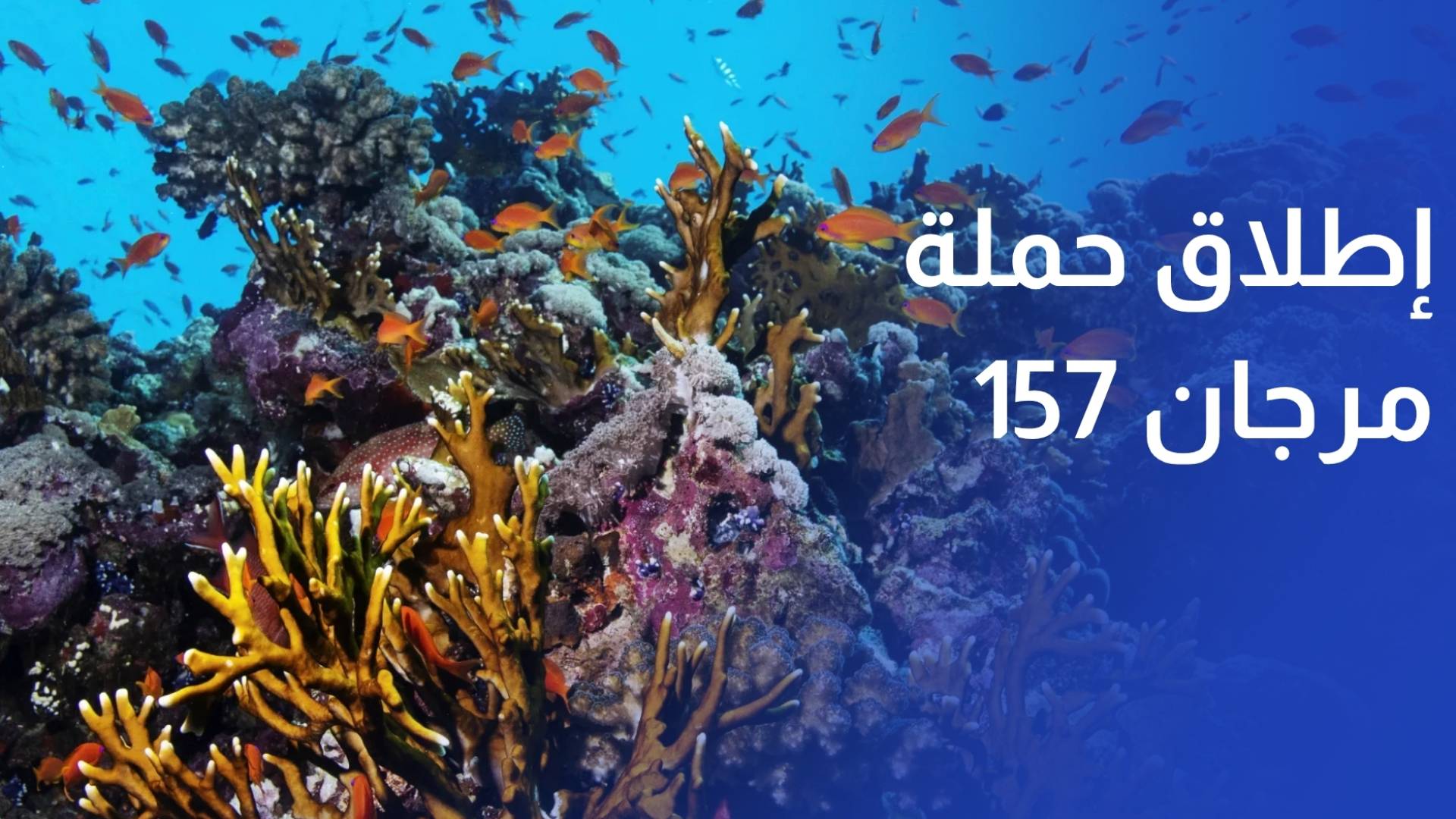 إطلاق حملة مرجان 157 لحماية التنوع الحيوي والشعاب المرجانية النادرة