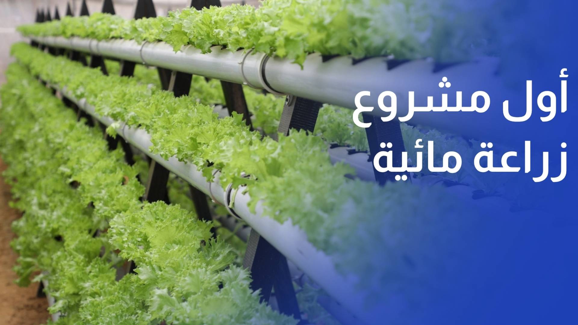 الفاو تطلق أول مشروع زراعة مائية دون تربة في الأردن