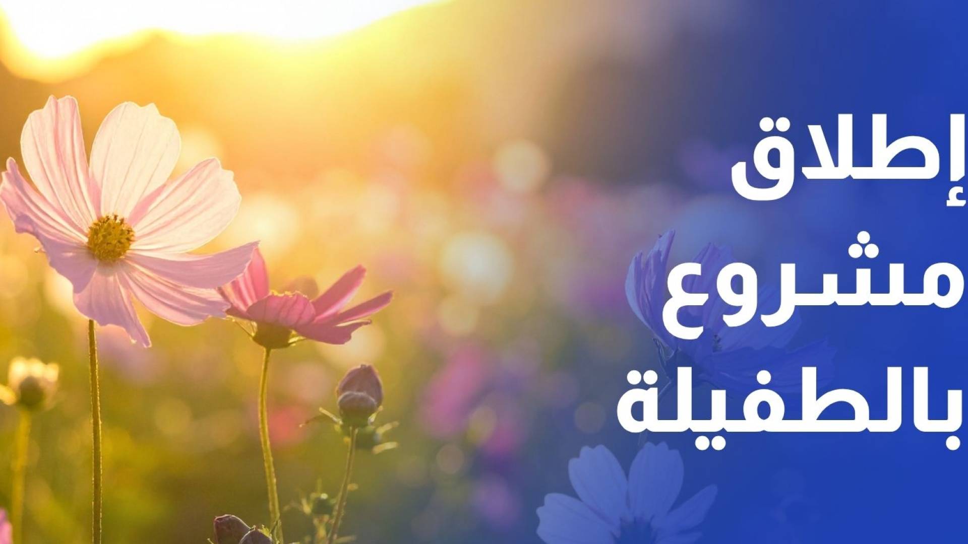 إطلاق مشروع للتوسع في زراعة الأزهار المقطوفة و البستانية في الطفيلة