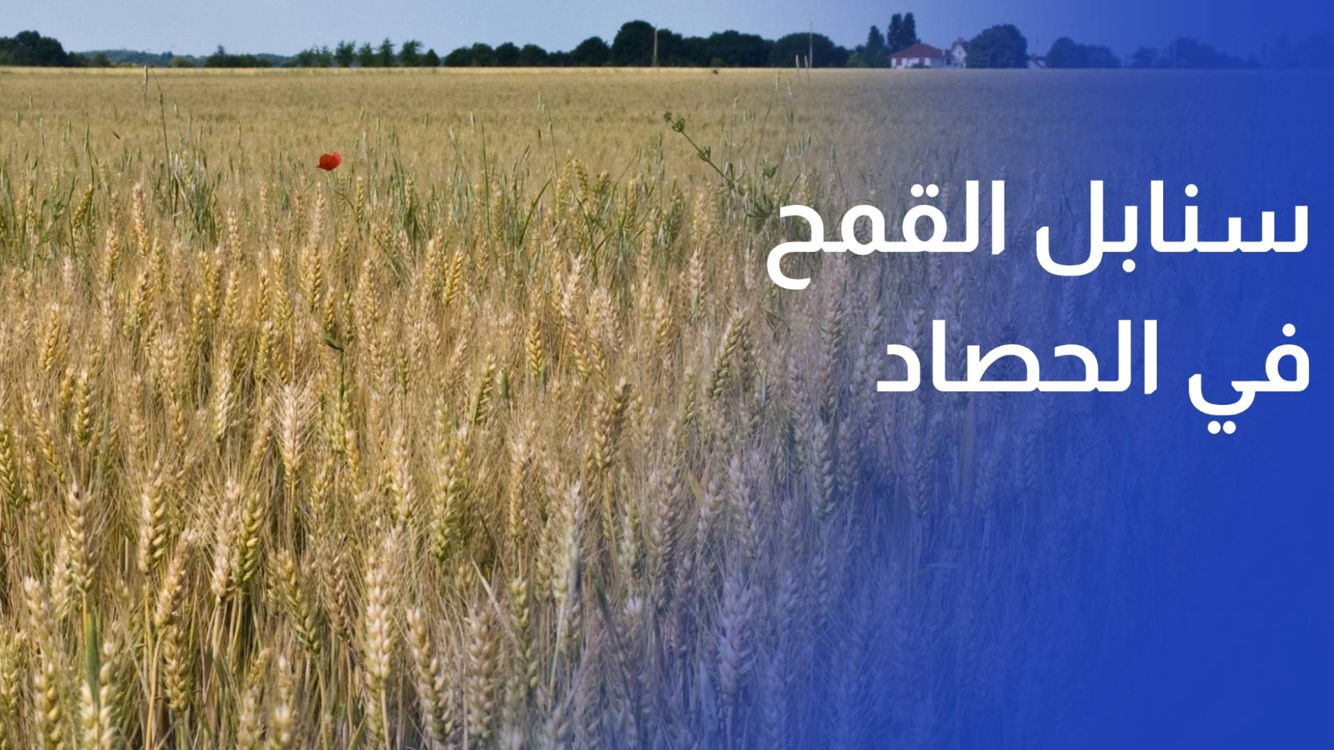 سهول الشمال تكتسي بسنابل القمح في ذروة موسم الحصاد وتوقعات إنتاجية واعدة