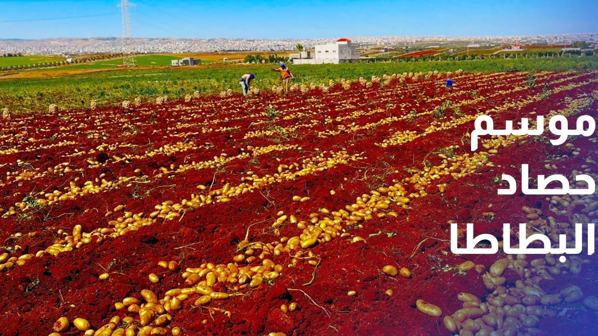 موسم حصاد البطاطا في الرمثا.. وفرة إنتاج وتحديات في التكاليف
