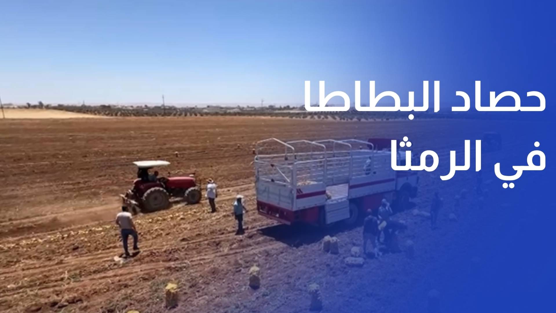 موسم حصاد البطاطا في الرمثا.. وفرة إنتاج وتحديات في التكاليف