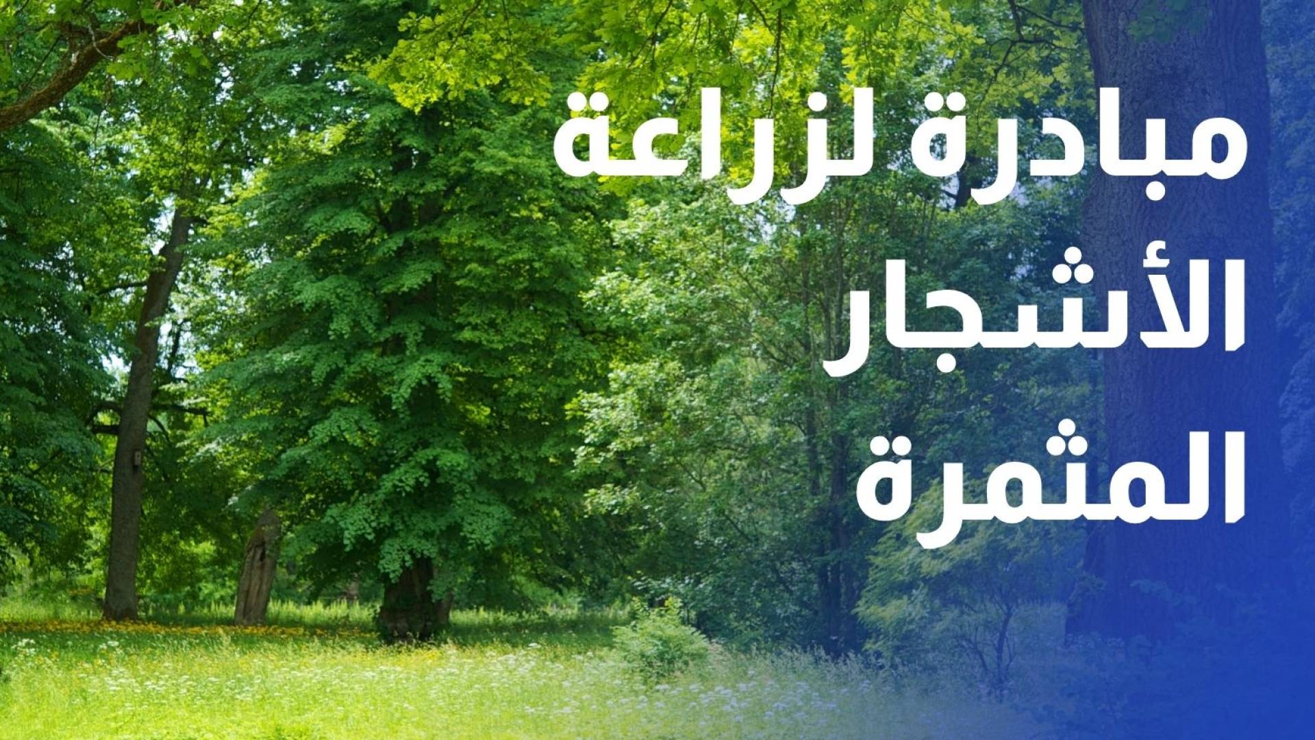 بلدية إربد تطلق مبادرة لزراعة الأشجار المثمرة في شوارع المحافظة