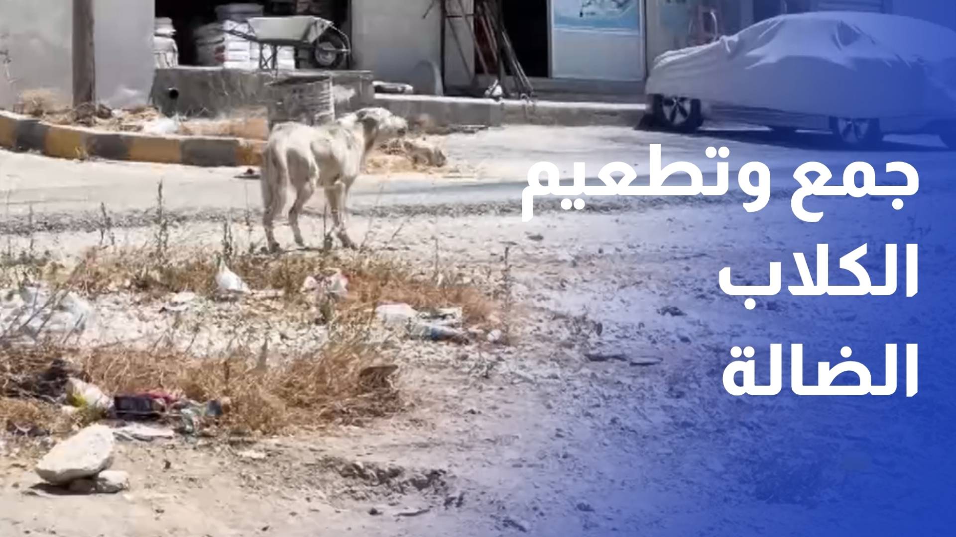 بلدية مادبا تواصل حملة جمع وتطعيم الكلاب الضالة بعد حادثة عقر في ماعين