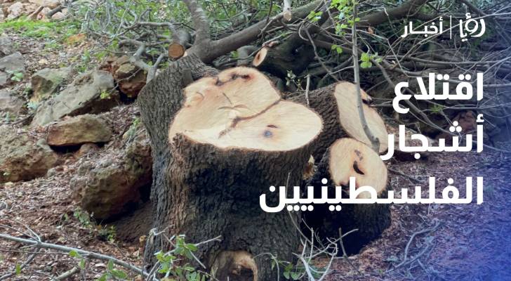 أوامر اتخاذ وسائل أمنية .. سياسة إسرائيلية تنتزع أشجار الفلسطينيين وتسرق أرضهم
