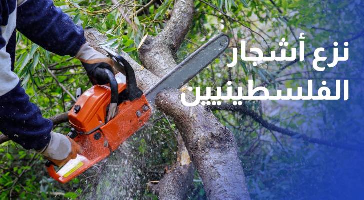 بـأوامر اتخاذ وسائل أمنية.. سياسة إسرائيلية تنتزع أشجار الفلسطينيين وتسرق أرضهم