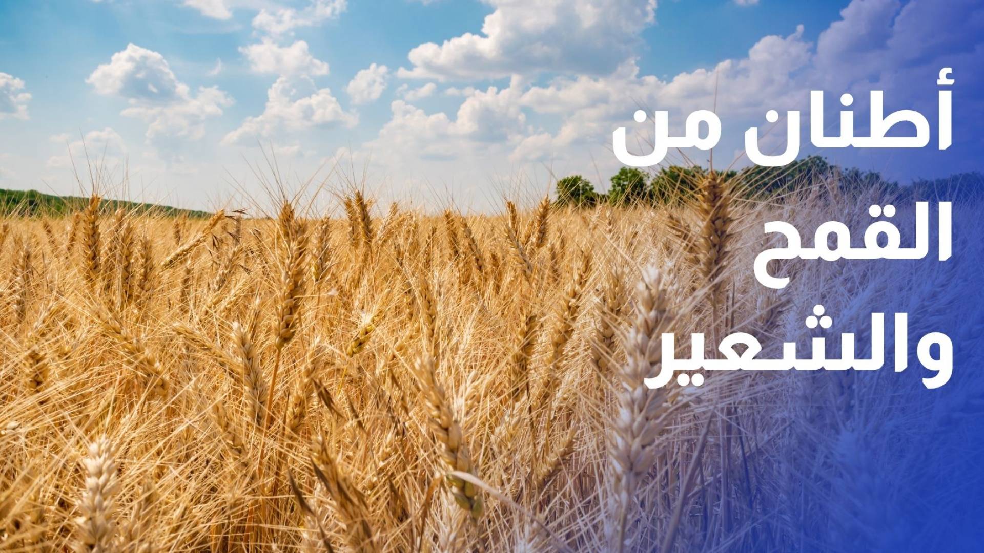 اللجنة المركزية لشراء الحبوب تستلم أكثر من 100 ألف طن من القمح والشعير