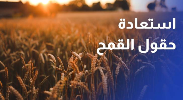 بمساندة متضامنين دوليين.. مزارعو بيت أولا يستعيدون حقول القمح بعد أشهر من المنع