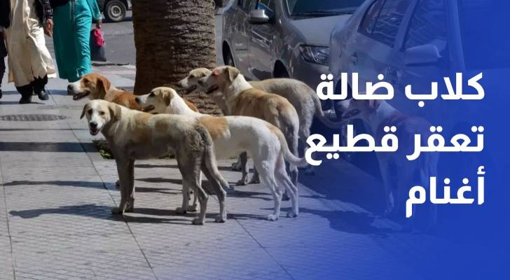 كلاب ضالة تعقر قطيع أغنام وتتسبب بنفوق 10 منها في قضاء بلعما