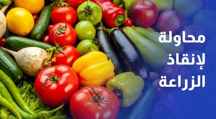 أمانة عمان تحظر تداول المنتجات البستانية خارج السوق المركزي والمنصة الإلكترونية
