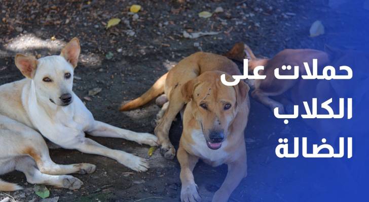 الكلاب الضالة.. حملات للحد من الخطر ونتائج متفاوتة بين المحافظات
