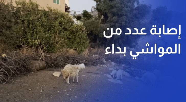 فحوصات تكشف إصابة عدد من المواشي بداء السعار