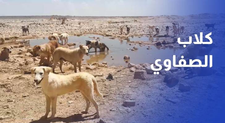 كلاب الصفاوي.. تضارب الروايات وتساؤلات حول مصيرها