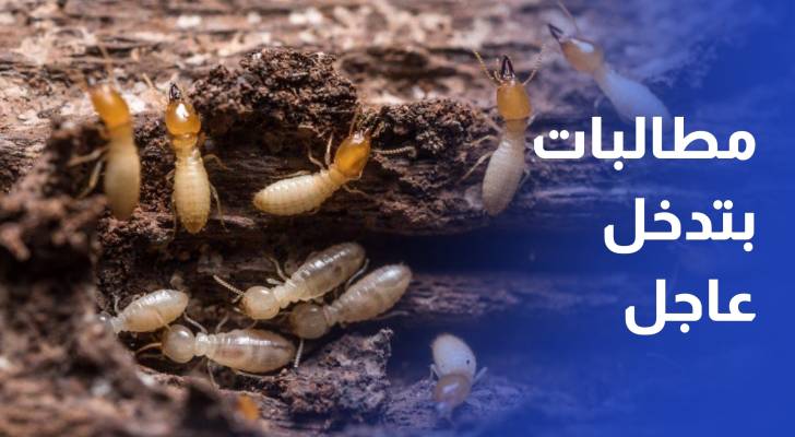 النمل الأبيض يهدد مزارع راجب.. ومطالبات بتدخل عاجل لمكافحته