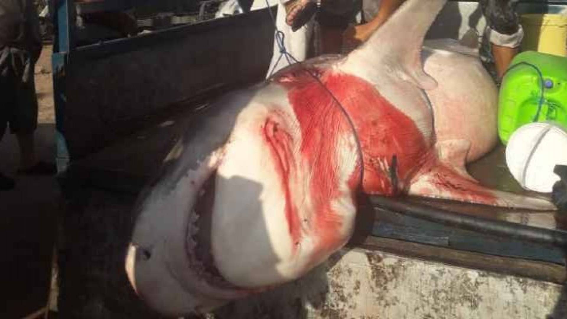 Image 1 from gallery