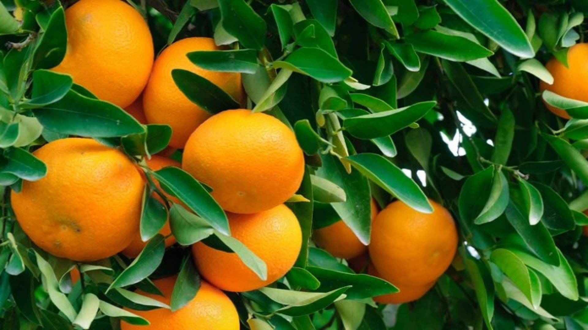 Image 1 from gallery