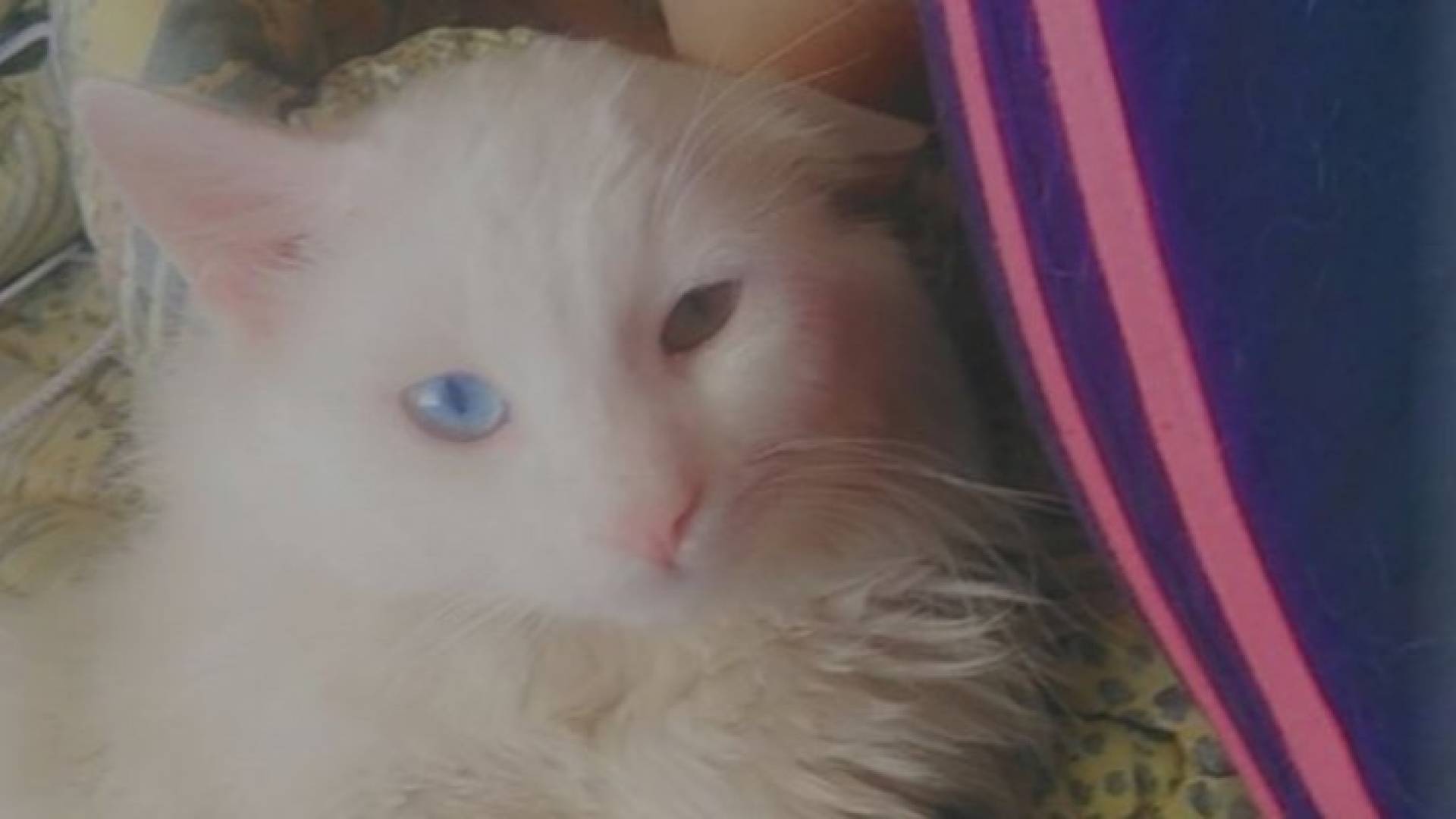 Image 1 from gallery