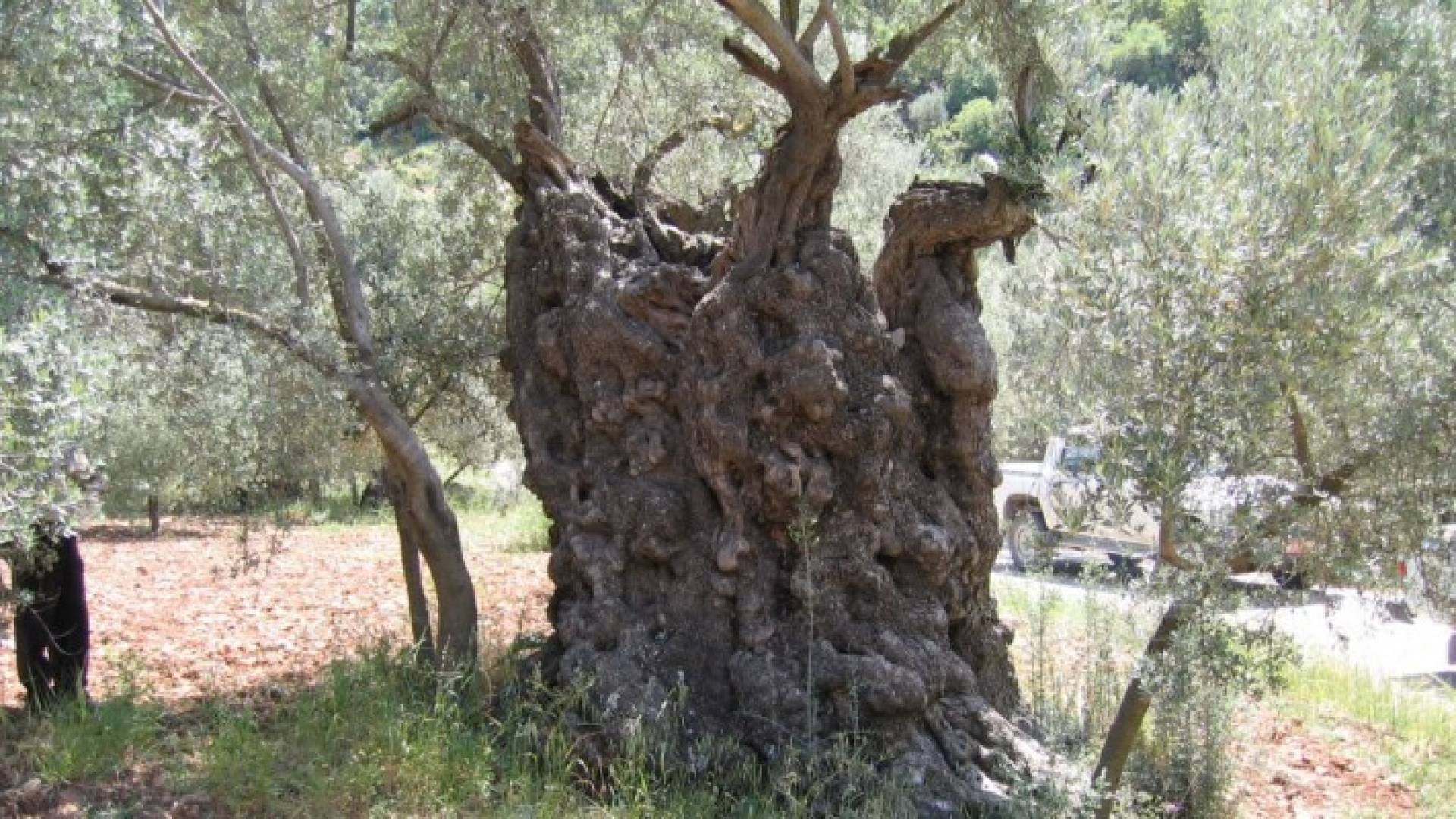 Image 1 from gallery