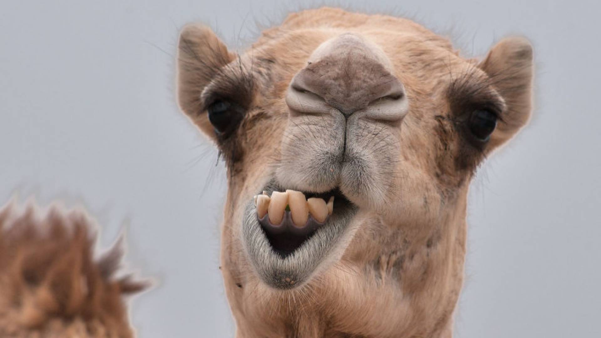 Image 1 from gallery