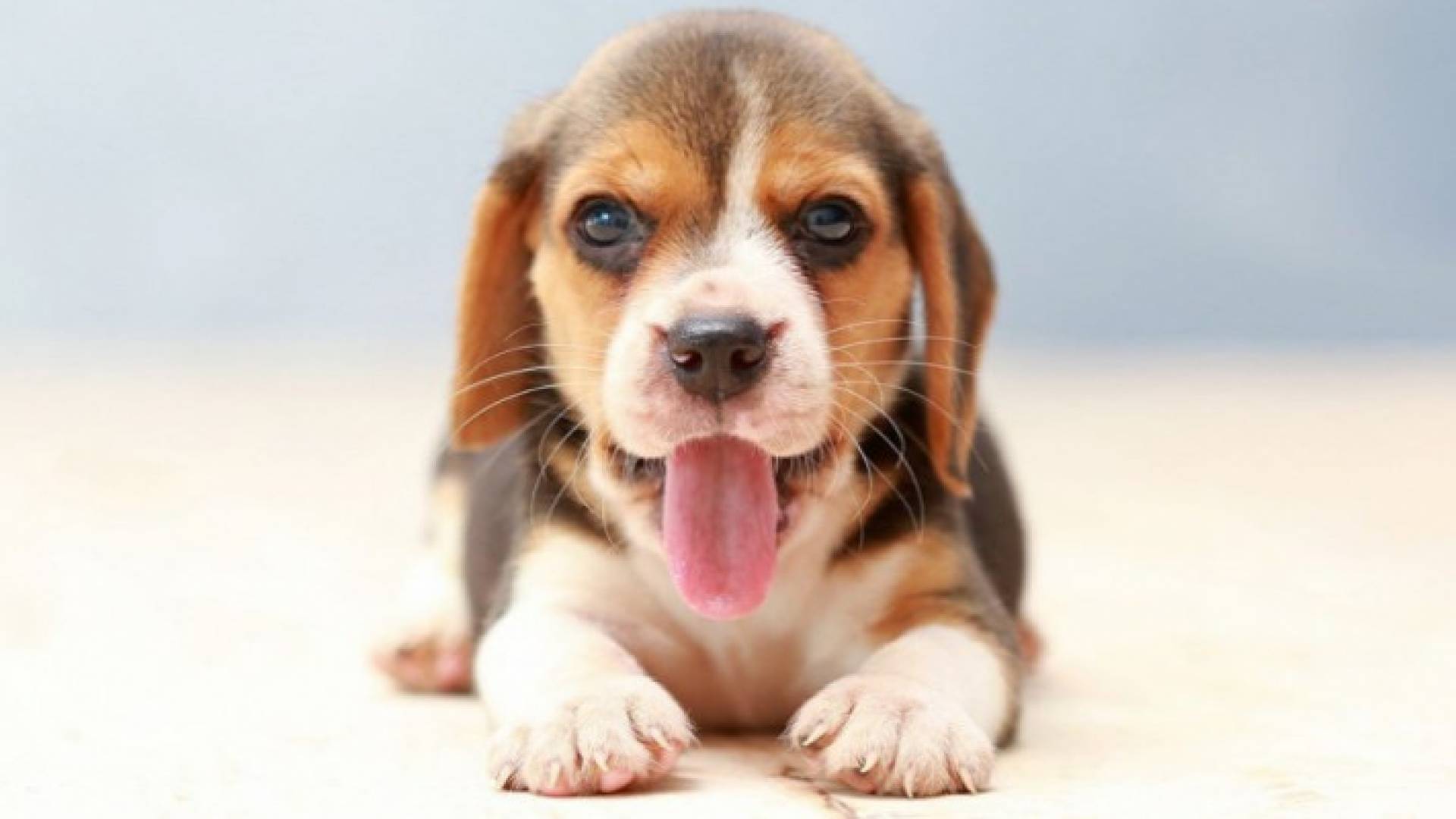 Image 1 from gallery