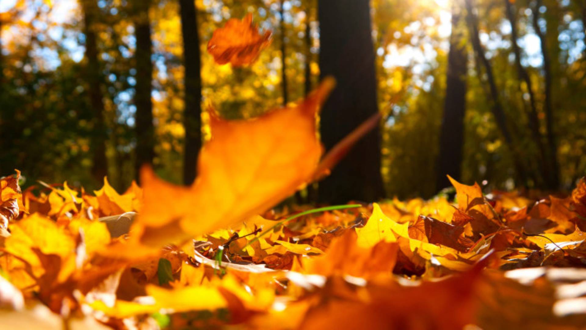 Image 1 from gallery