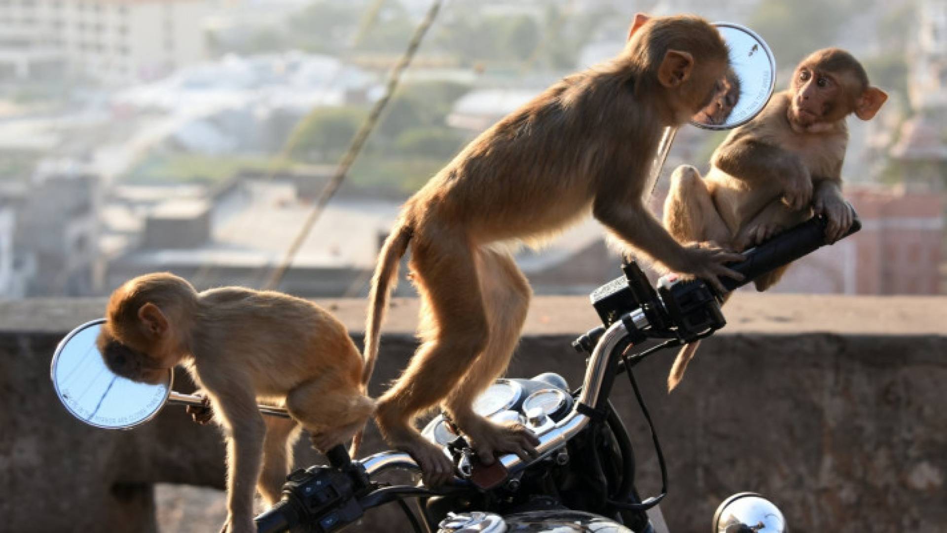 Image 1 from gallery