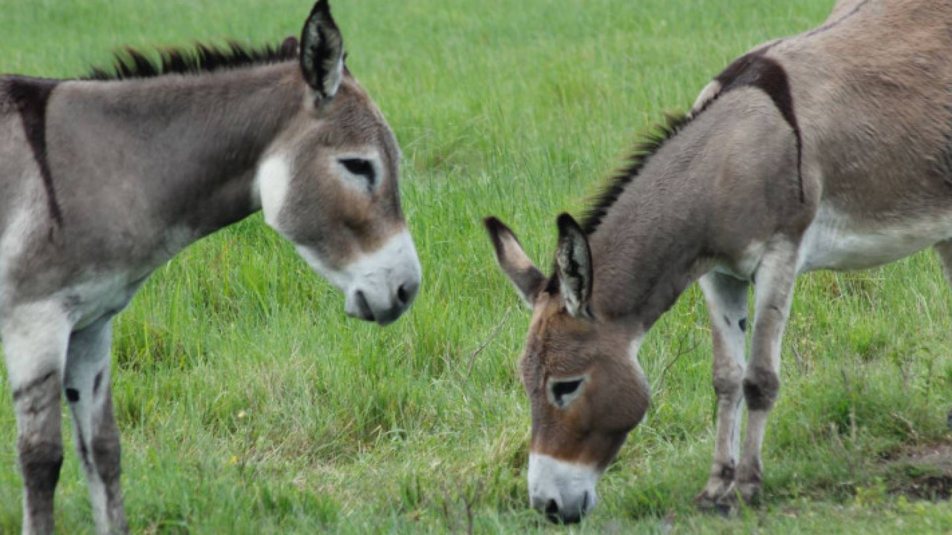 Image 1 from gallery