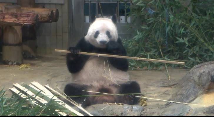 Japan bids farewell to four pandas returning to China