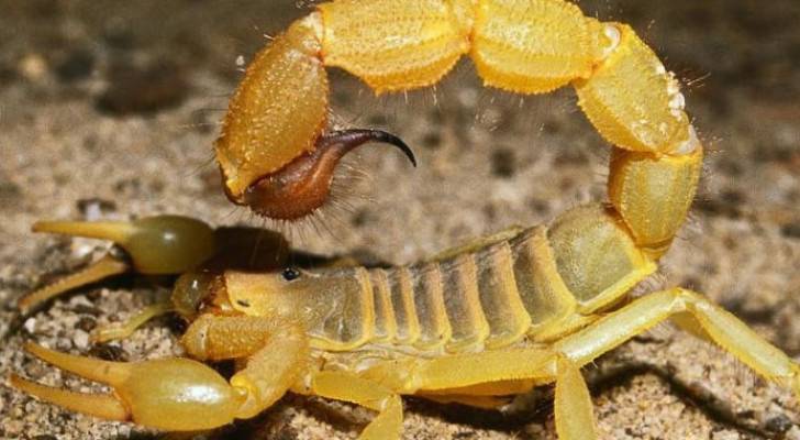 Boy admitted to ICU following scorpion bite in Tafila