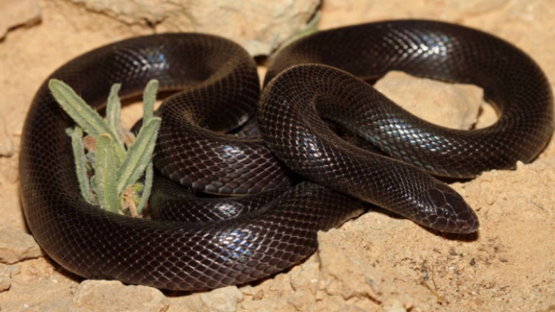 Image 1 from gallery