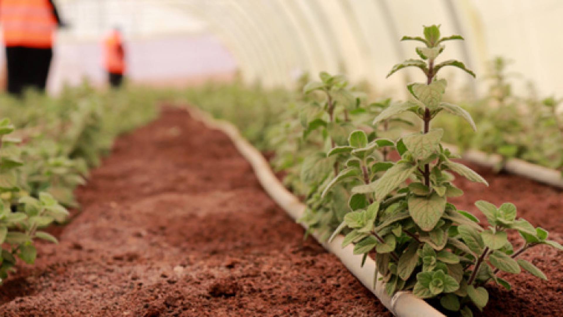 Image 1 from gallery