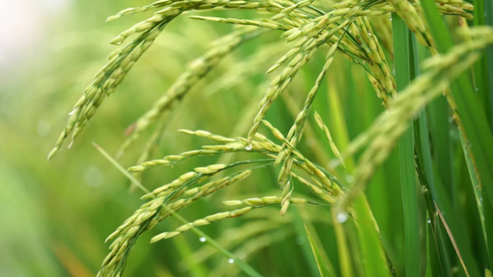 Image 1 from gallery