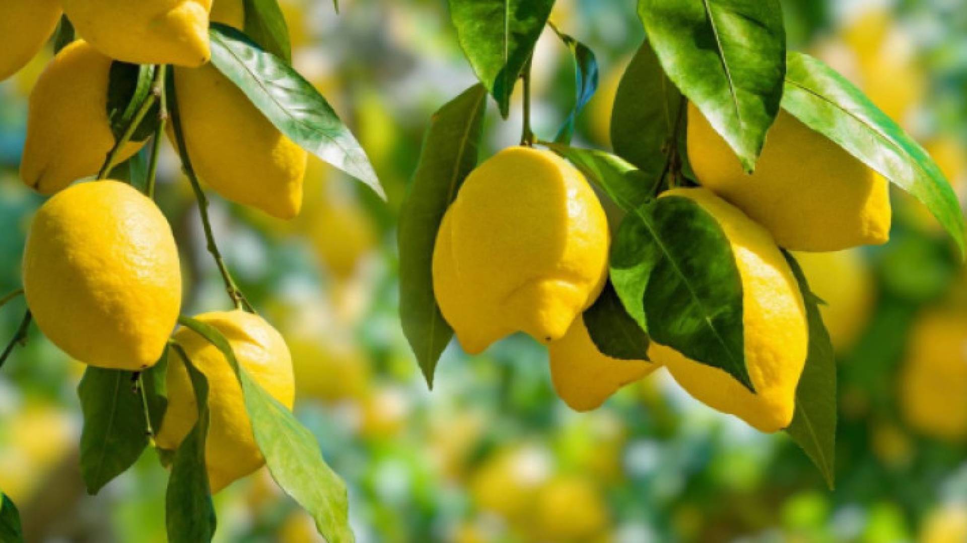 Image 1 from gallery