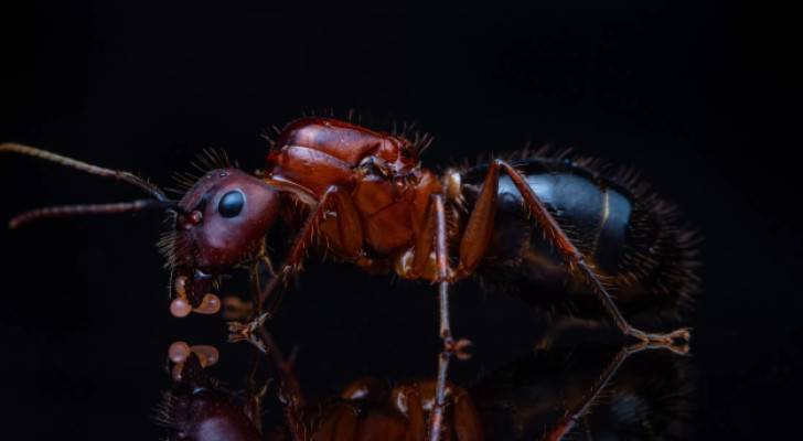 Florida ants save comrades with amputations