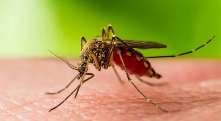 Health Ministry reveals plan to combat West Nile Fever in Jordan