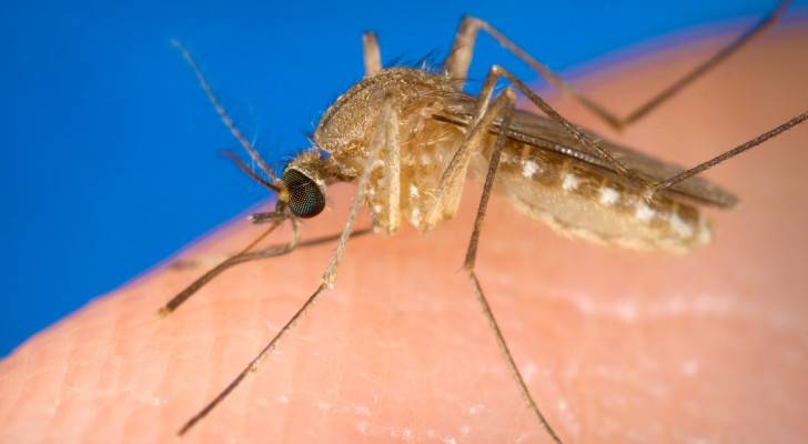 Health Ministry issues latest update on West Nile Virus in Jordan