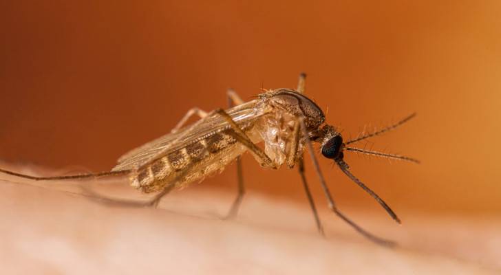 Authorities confirm no West Nile Fever cases recorded in Jordan