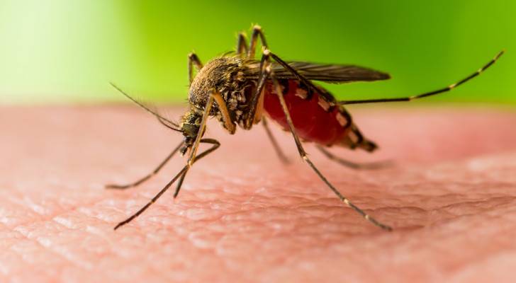 Jordan records first case of West Nile Fever