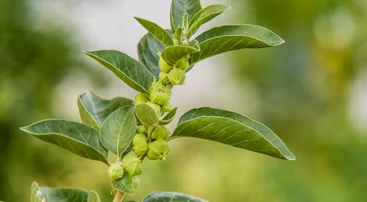 Jordan’s FDA suspends approval of Ashwagandha-based supplements