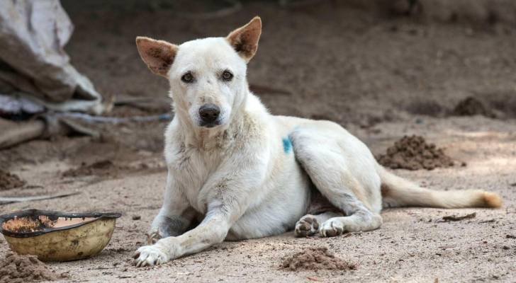 Stray dog bites 12-year-old boy on way to school in Mafraq