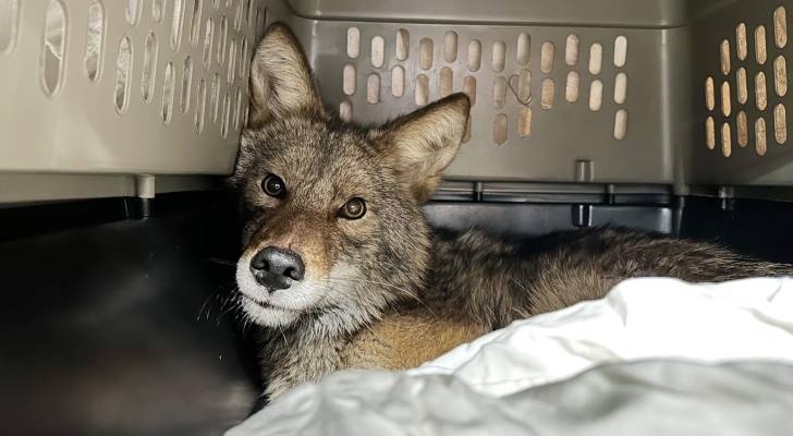 VIDEO: Coyote found in Chicago Aldi's aisle