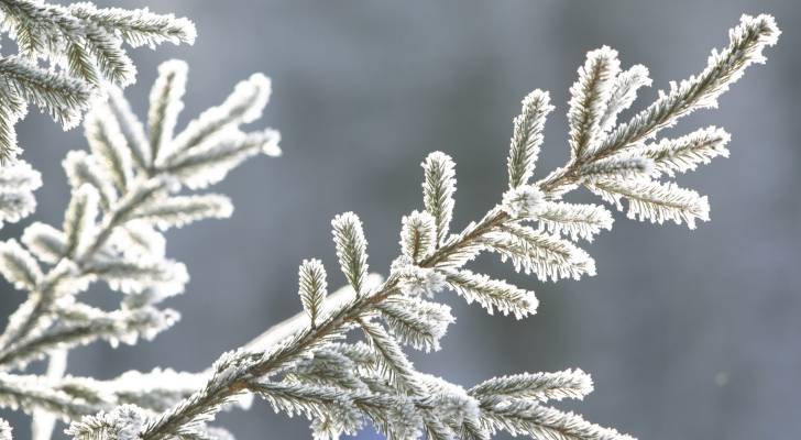 Frost risk looms as cold nights continue across Jordan