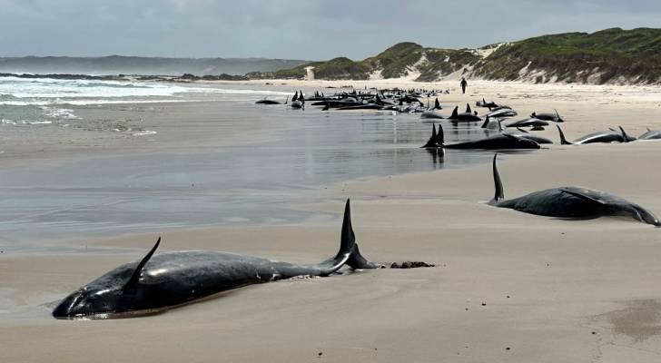 VIDEO: Over 157 dolphins beached on Australia’s coast