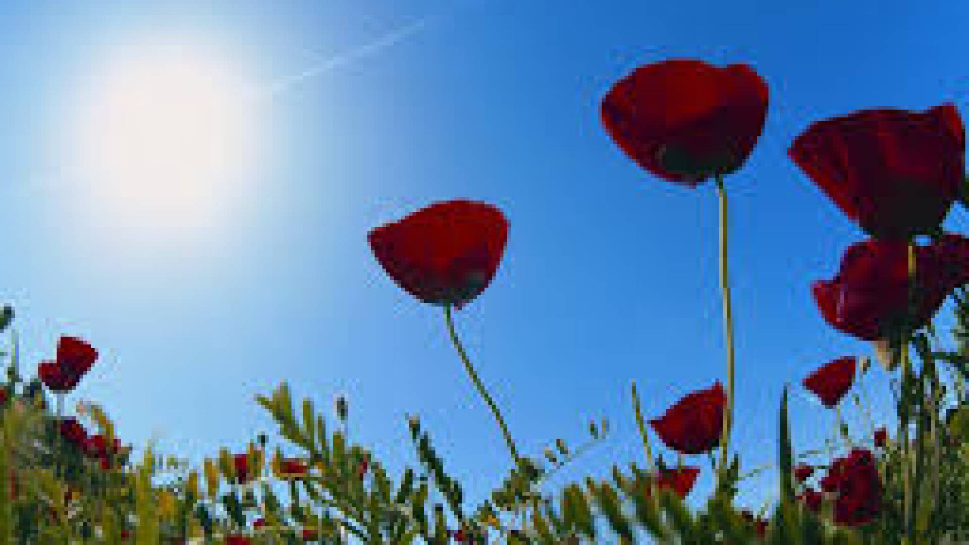 Image 1 from gallery