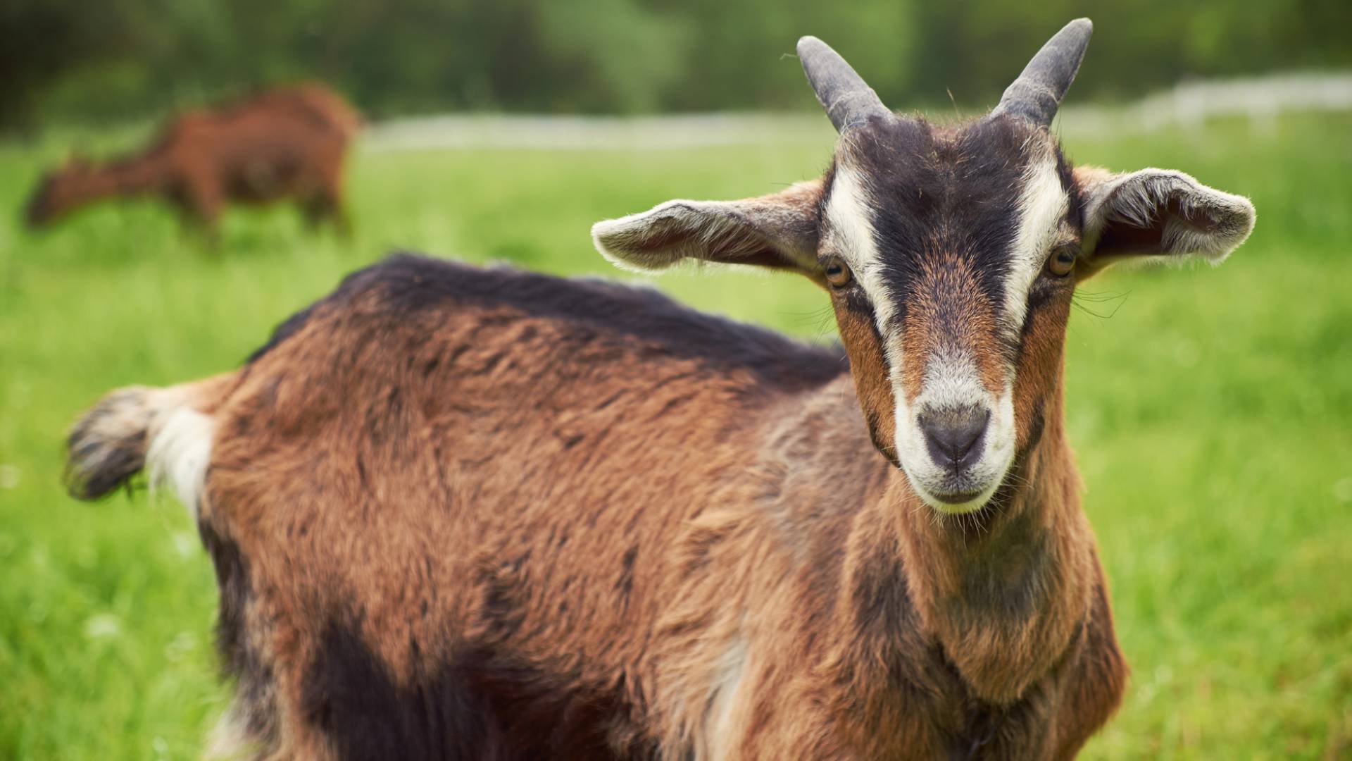 Image 1 from gallery