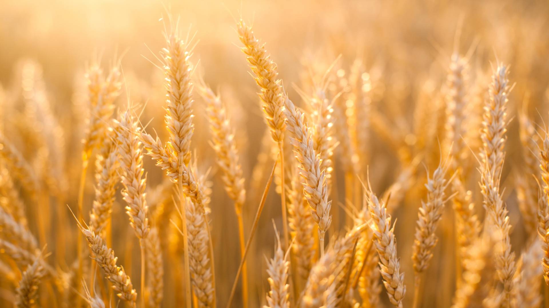 Image 1 from gallery